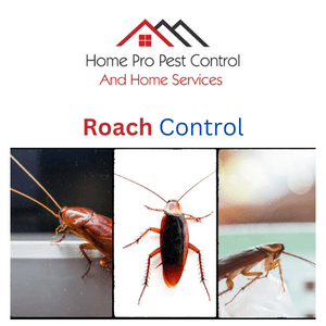 roach control